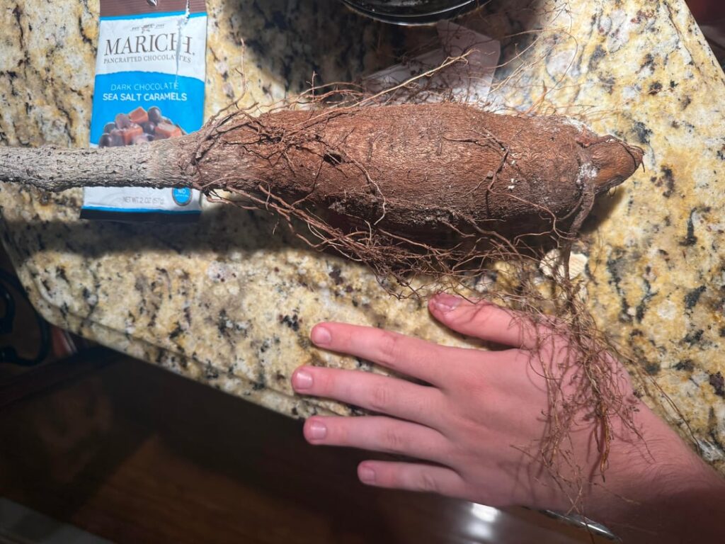 Adansonia Madagascariensis tuber