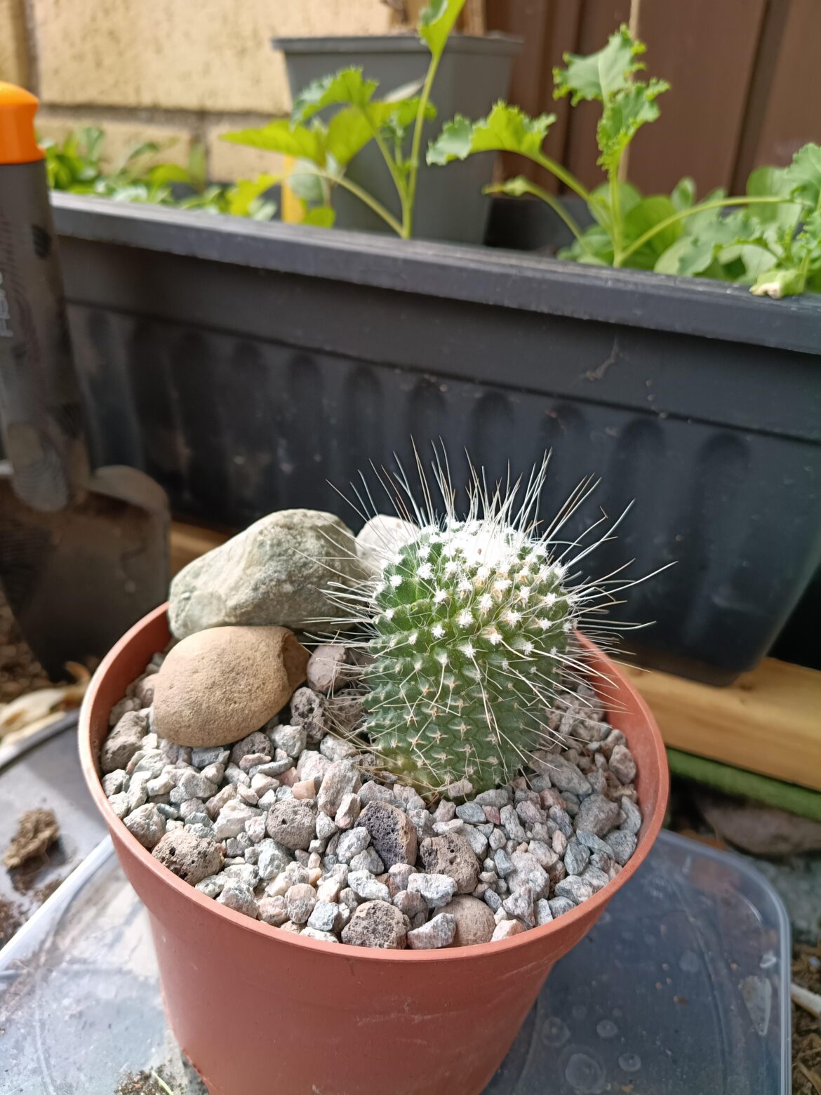 New cactus repotted! Mamilaria?