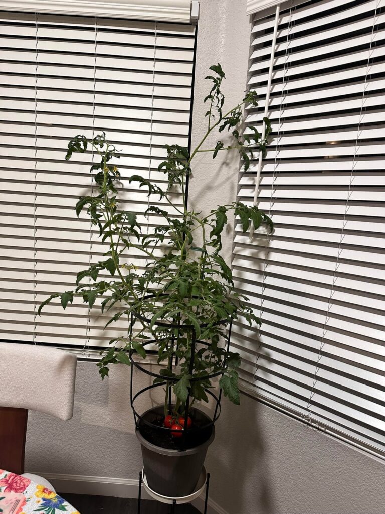 Went on a quick 2 day trip and my tomato plant grew tall, got some new flowers and my green tomatoes all turned red! Even got a new one coming in!