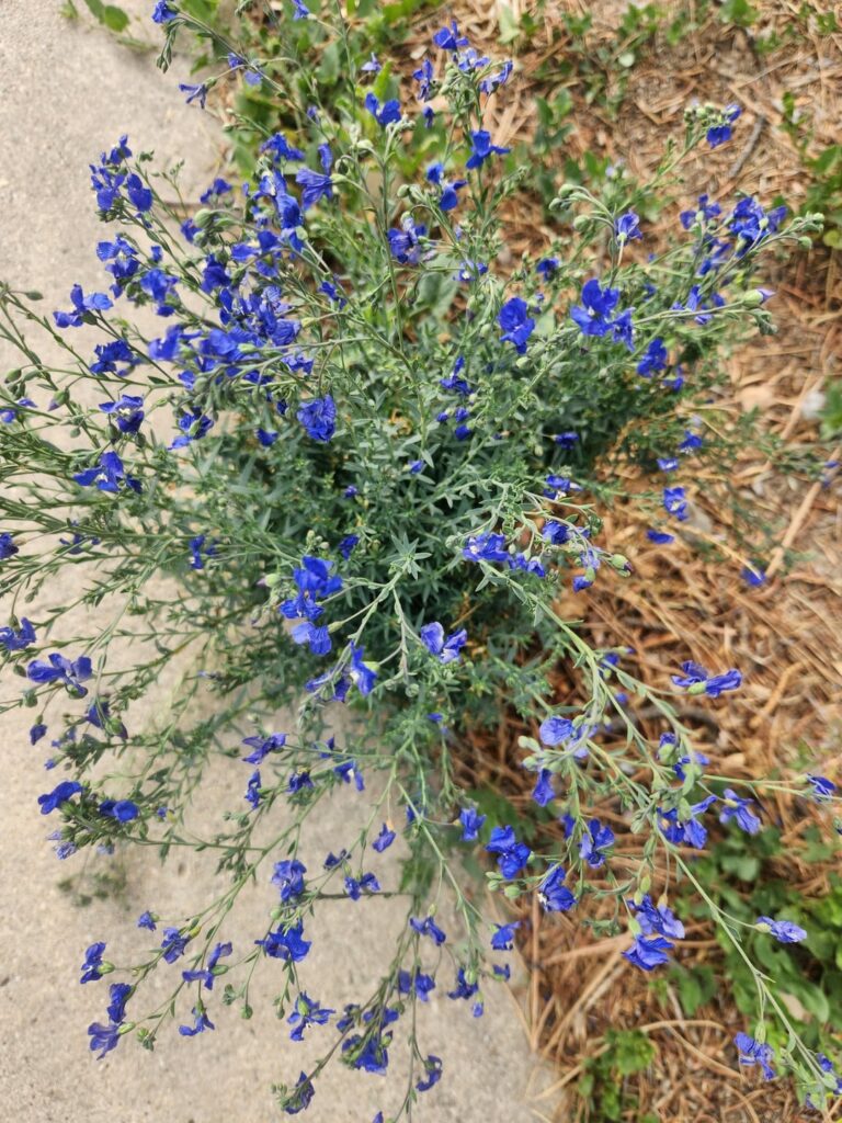 Wildflower I see on my walk