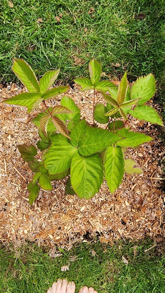 Blackberry with leaf spots