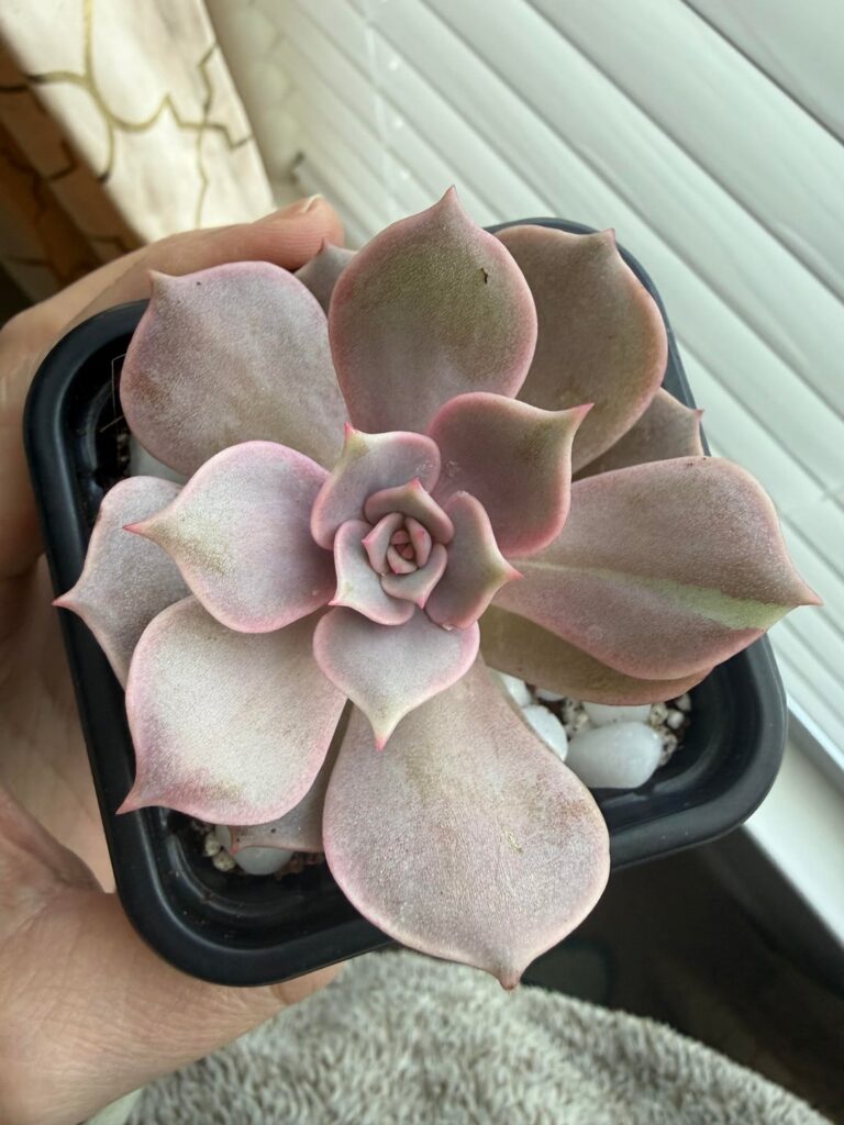 Obsessed with this guy