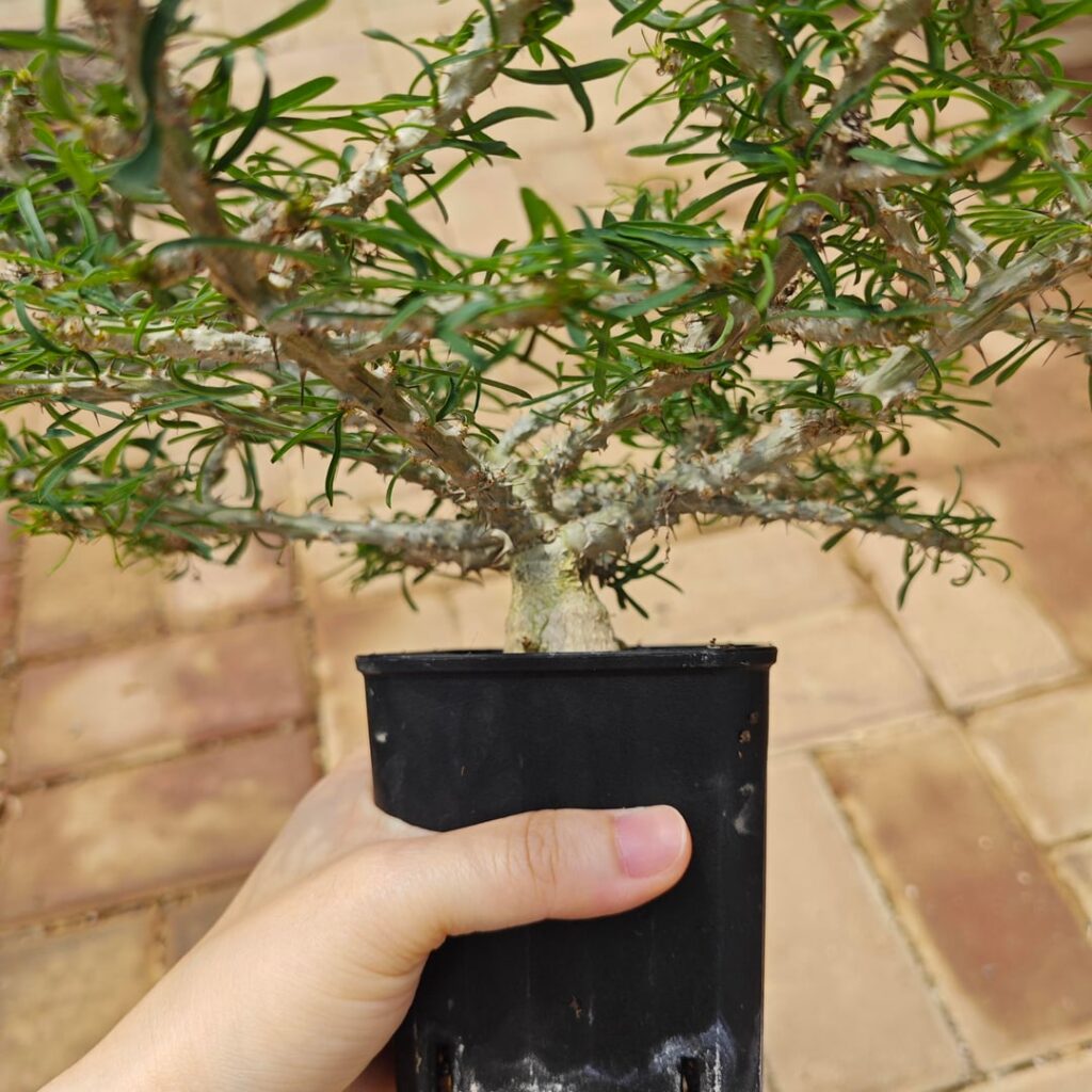 Euphorbia sakarahaensis