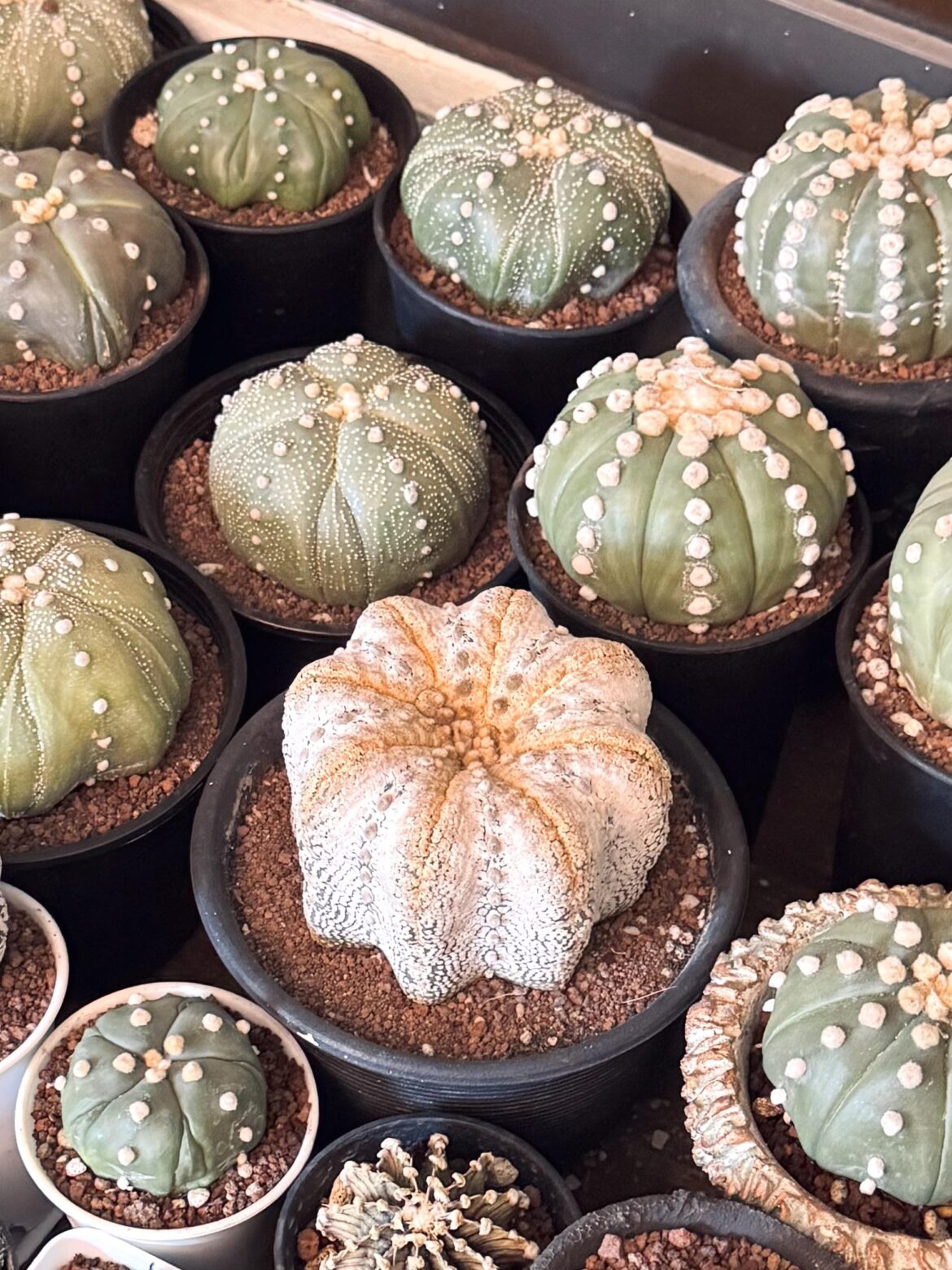 Newly potted 💓