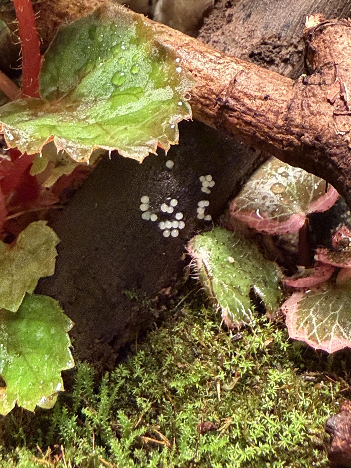 Snail eggs?