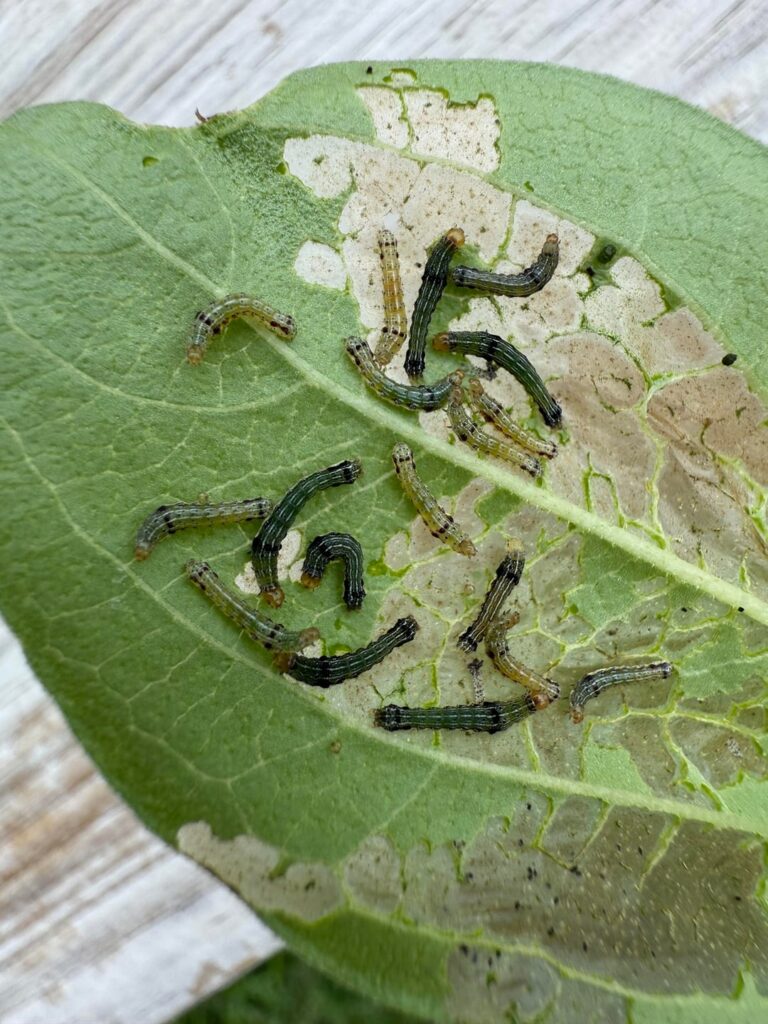 What is eating my zinnias?