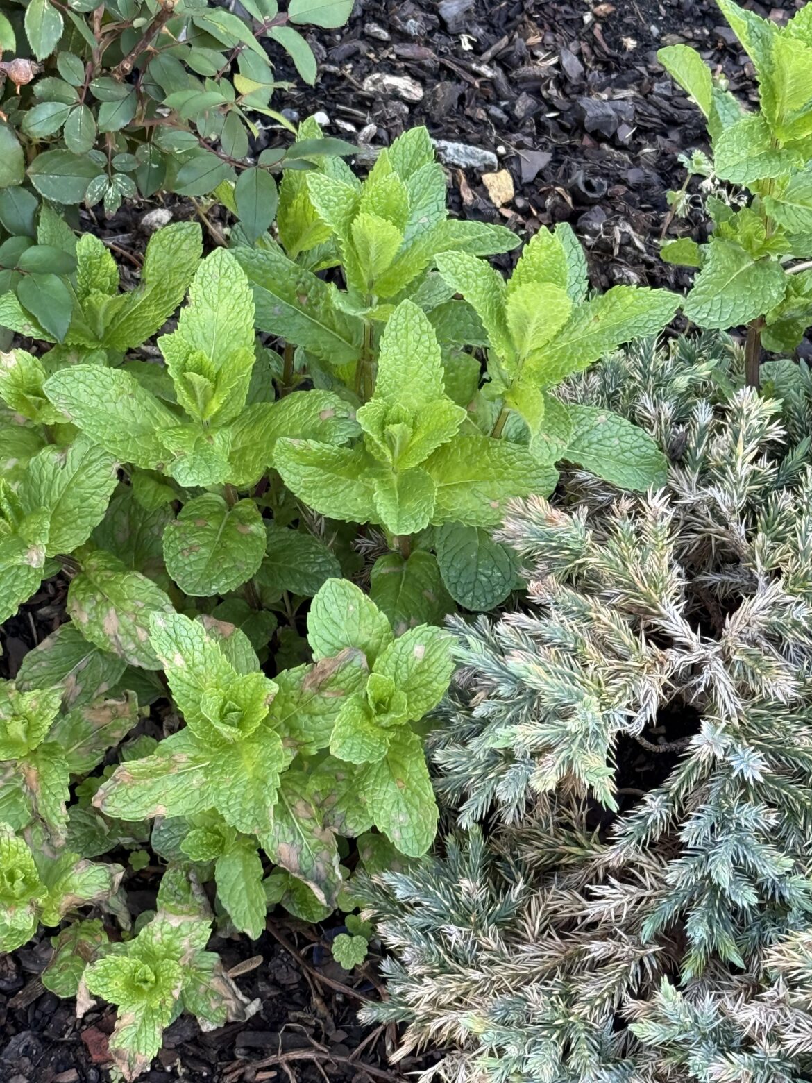 What is this plant taking over my garden? What is this plant taking over my garden?