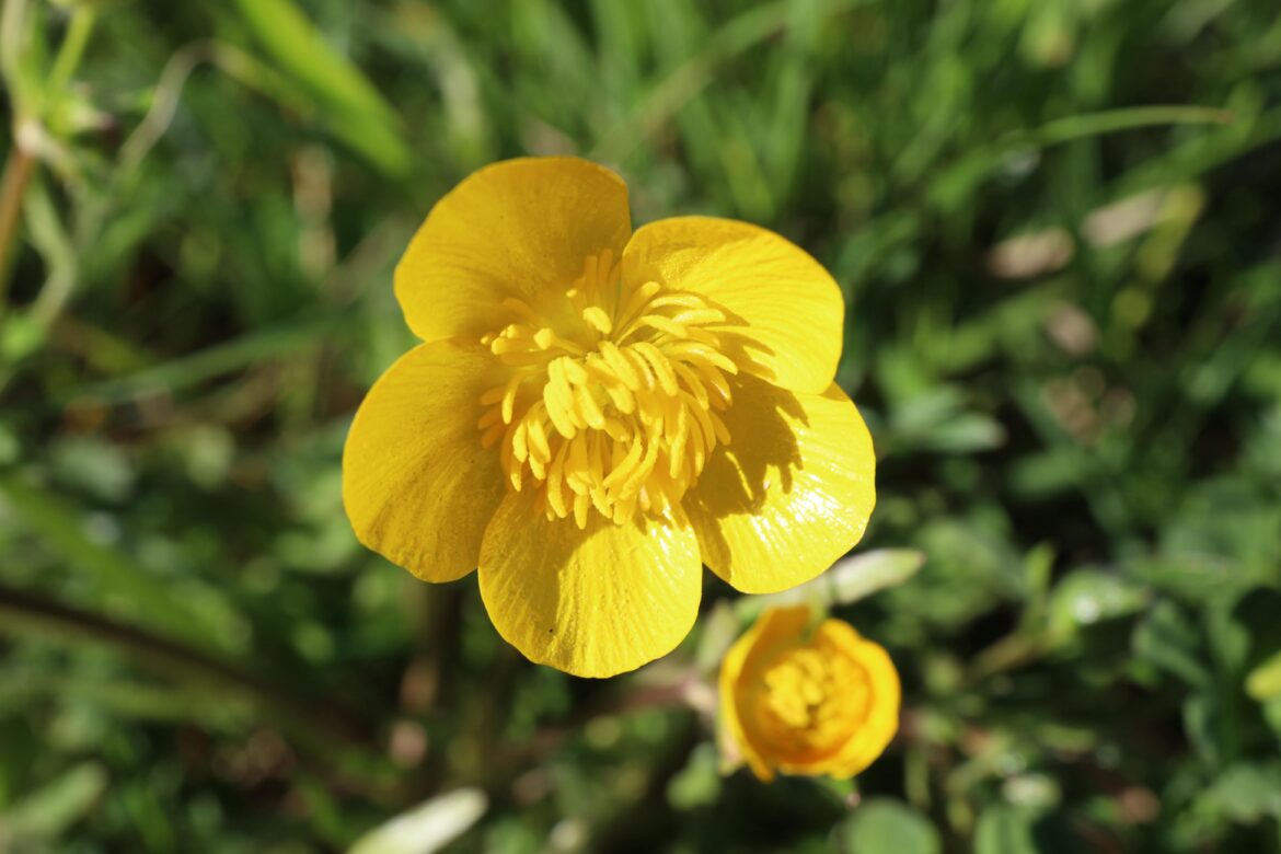 Meadow buttercup