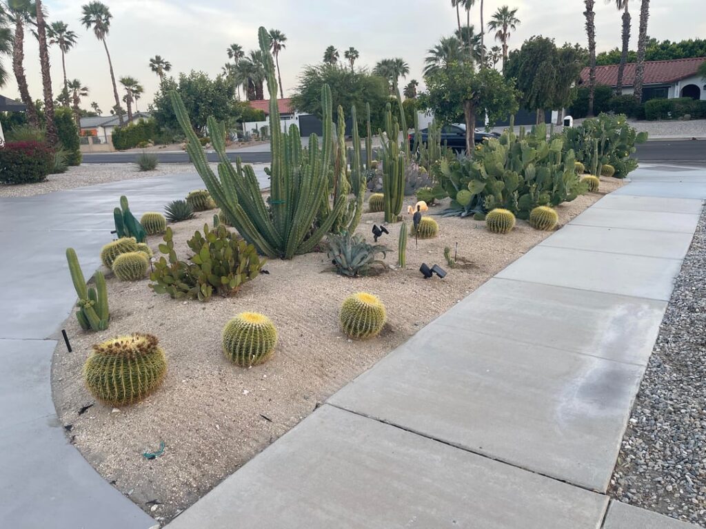 Gorgeous cactus garden in Palm Springs.