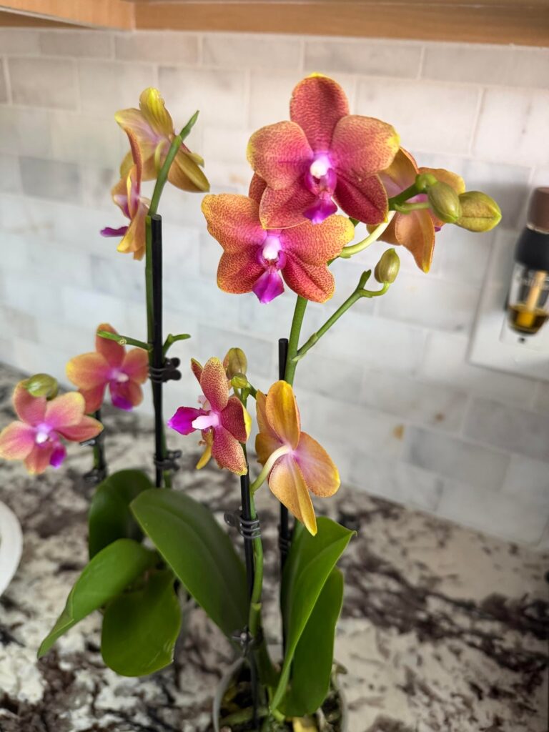 Orchid in LECA Advice Orchid in LECA Advice