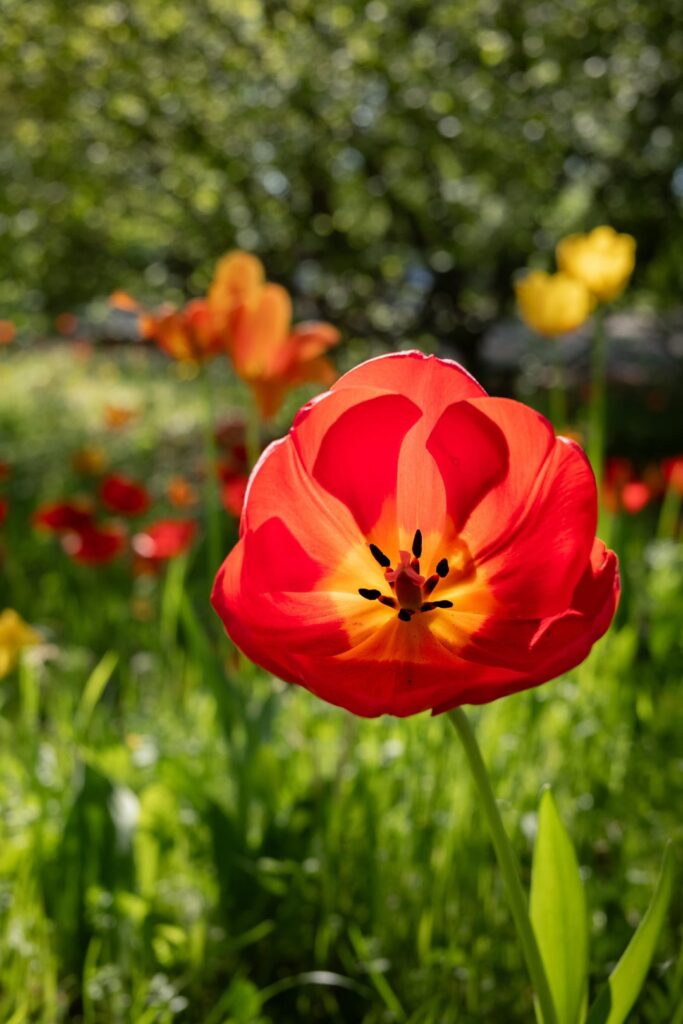 Beautiful Tulips in Britzer Garden Berlin