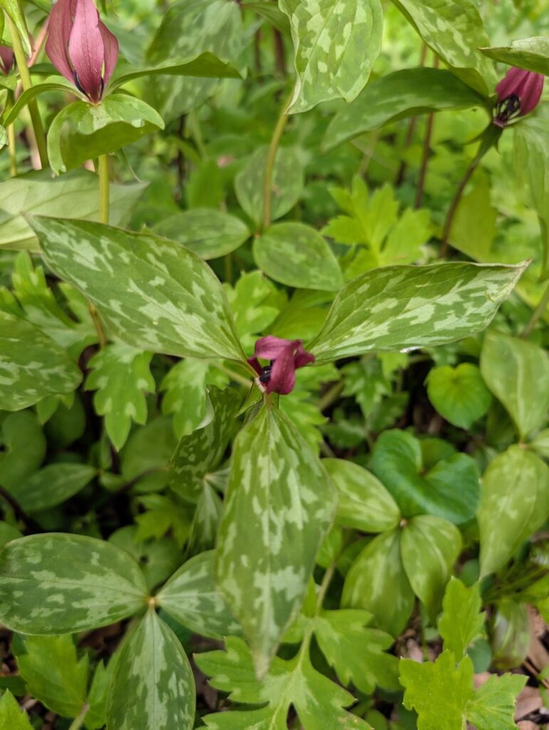 Prairie Trillium!