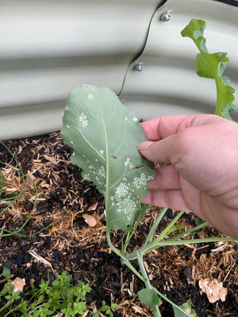 Broccoli with white spots? Broccoli with white spots?