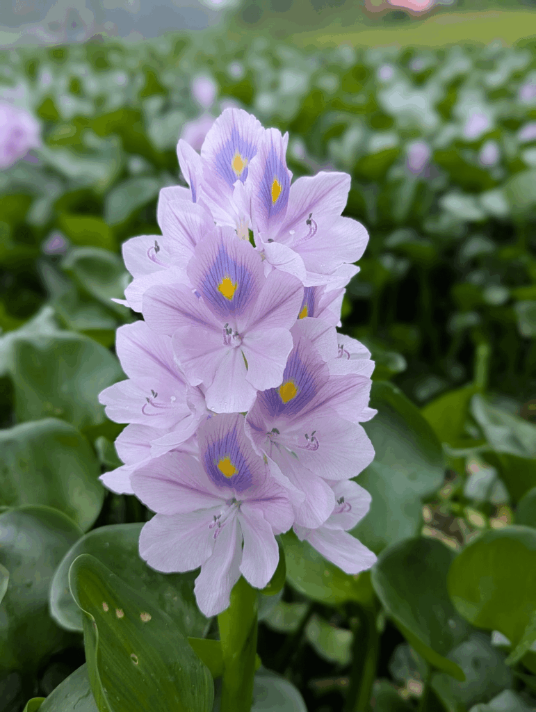 Water hyacinth (Eichhornia crassipes) Water hyacinth (Eichhornia crassipes)
