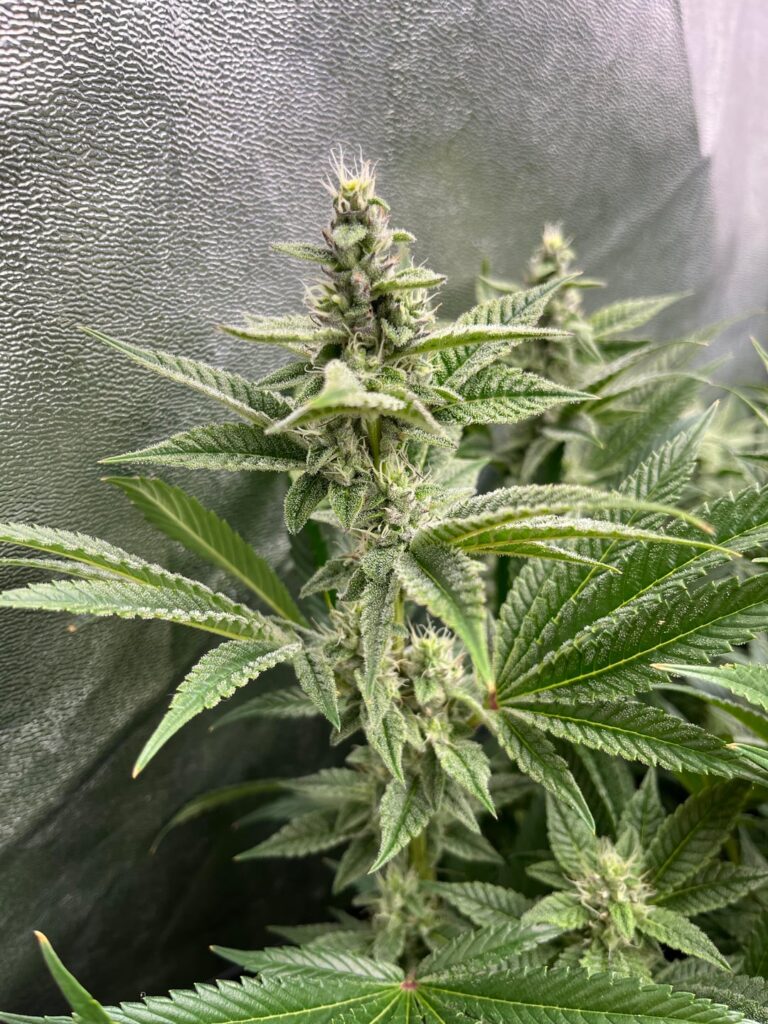 Purpz hsc blütetag 38 keeper pheno🫪