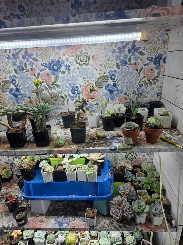 Maria Hortenseae SEEDLINGS