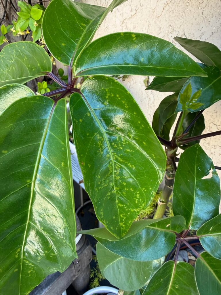What’s wrong w my umbrella tree? What’s wrong w my umbrella tree?
