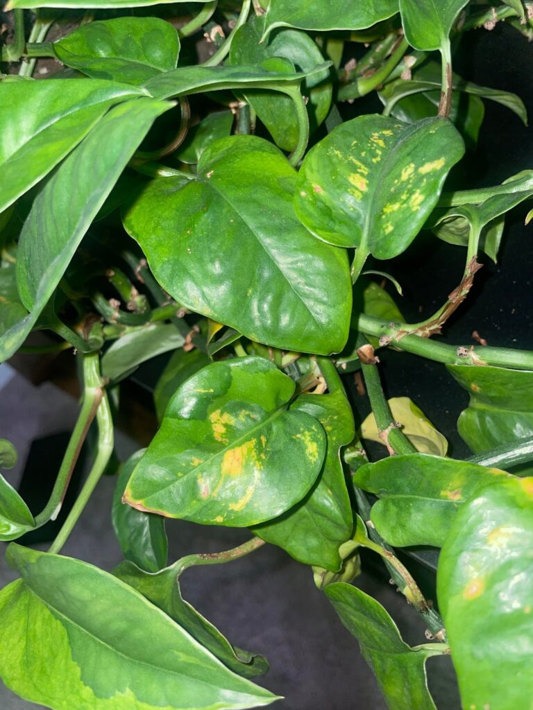 Fungal infection? Overwatering?