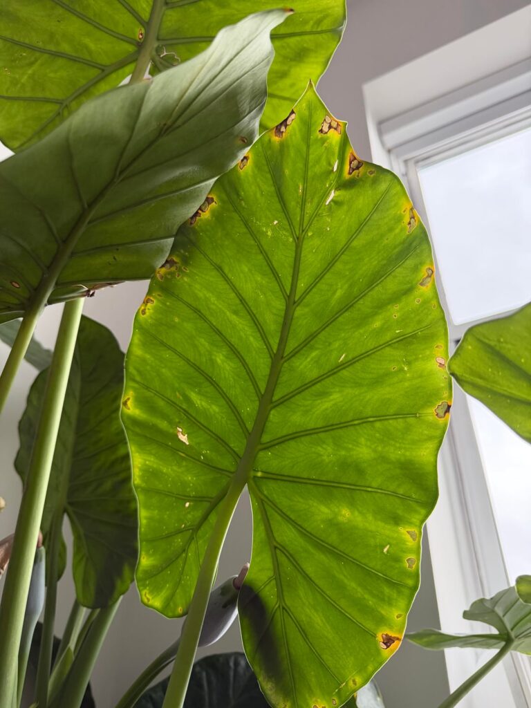 Elephant Ear Issue