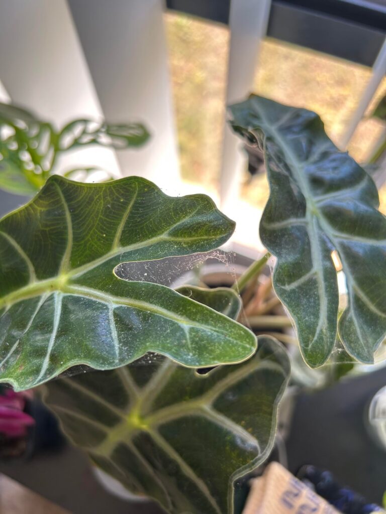 Help, what is this?