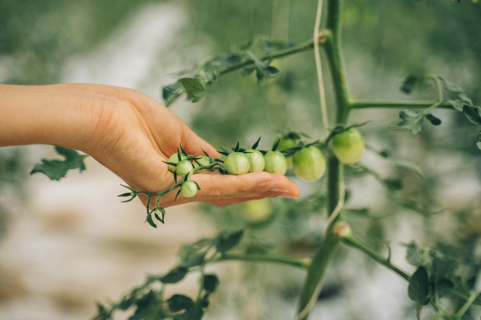 hands tending tomato plants