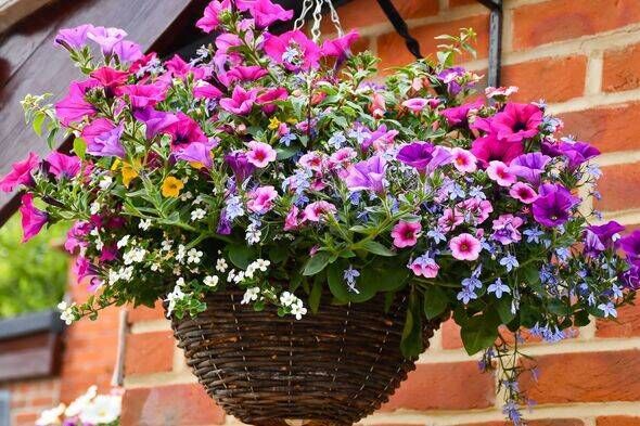 Wicker hanging basket full of beautiful brightly coloured spring flower in pinks and purples hanging on house wall creating a be Wicker hanging basket full of beautiful brightly coloured spring flower in pinks and purples hanging on house wall creating a be