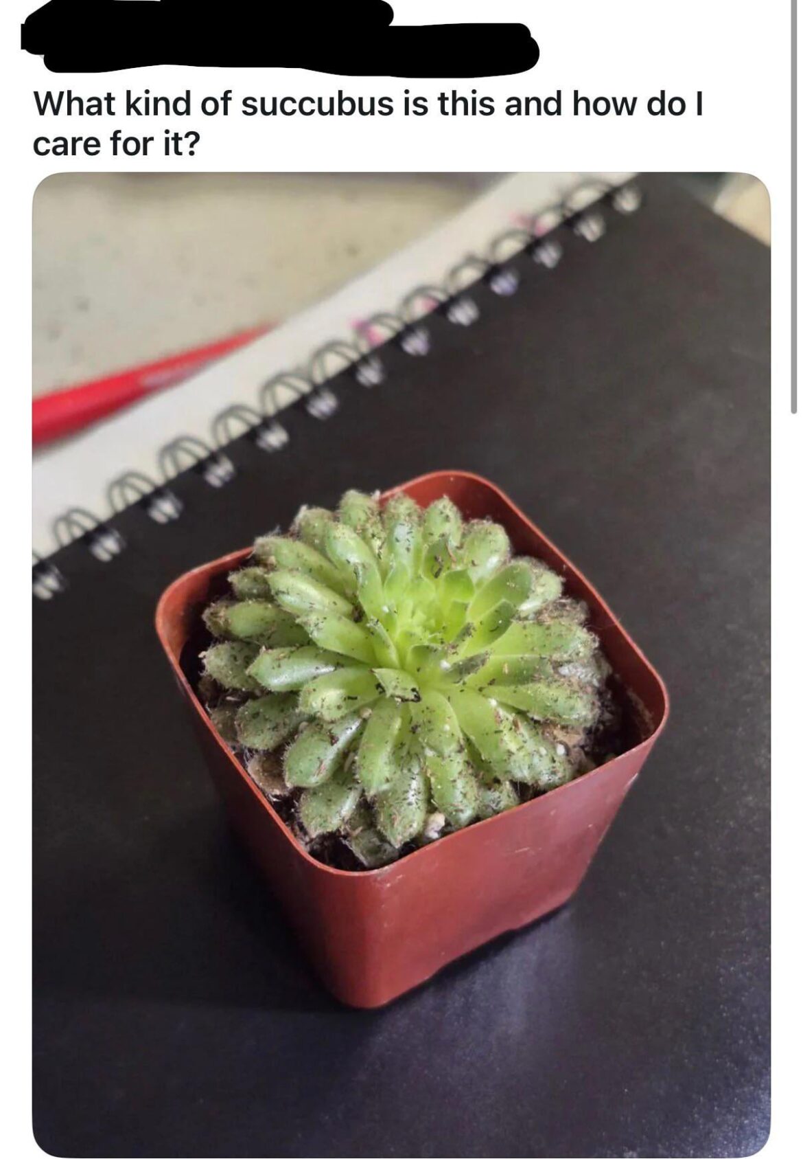 Help!!!?! Is my plant a demon???