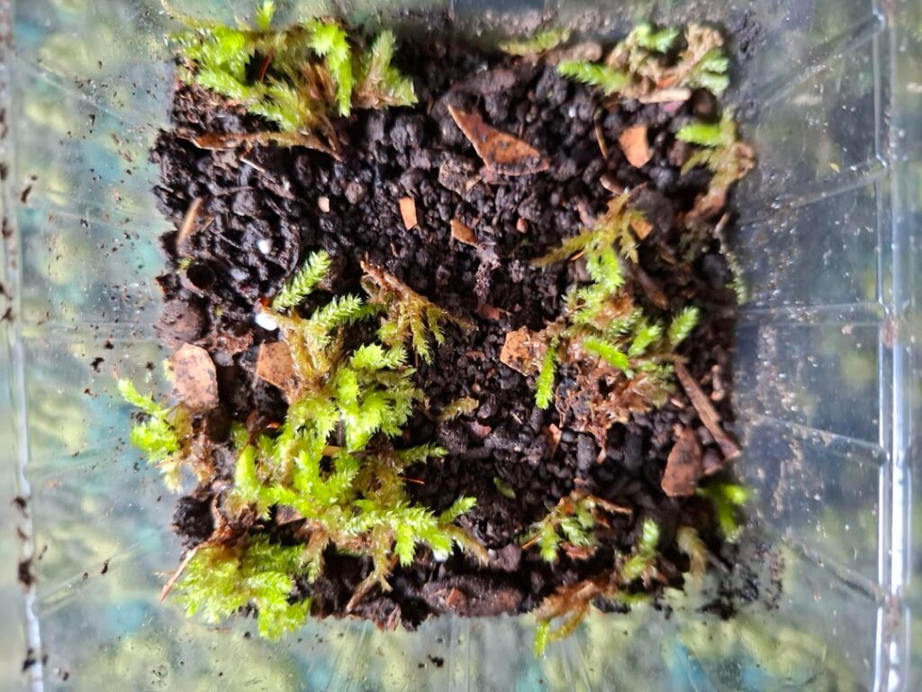 Tried growing moss myself – any tips? Tried growing moss myself – any tips?