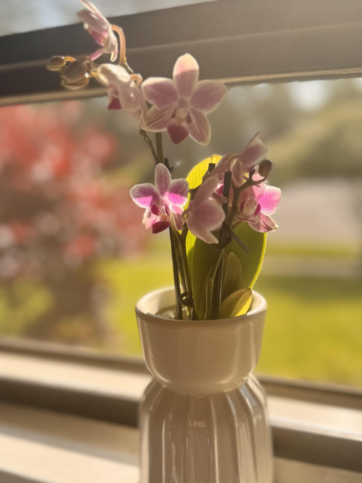 Mini orchid Mini orchid