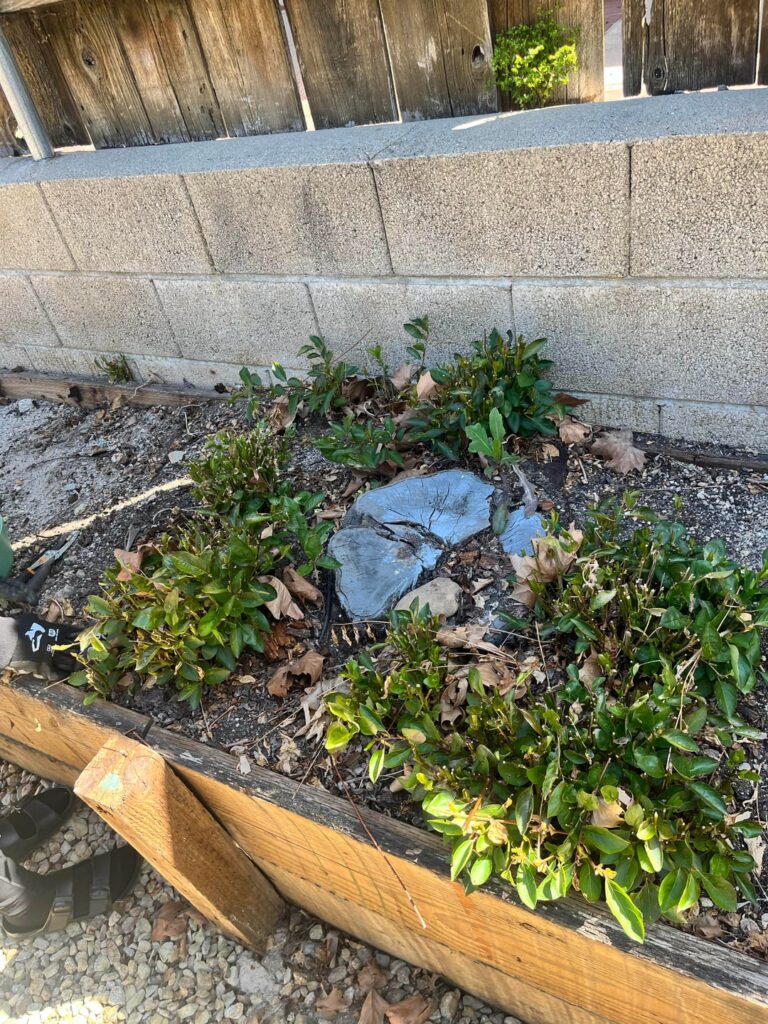 Help With Getting Rid of Tree Stumps Help With Getting Rid of Tree Stumps