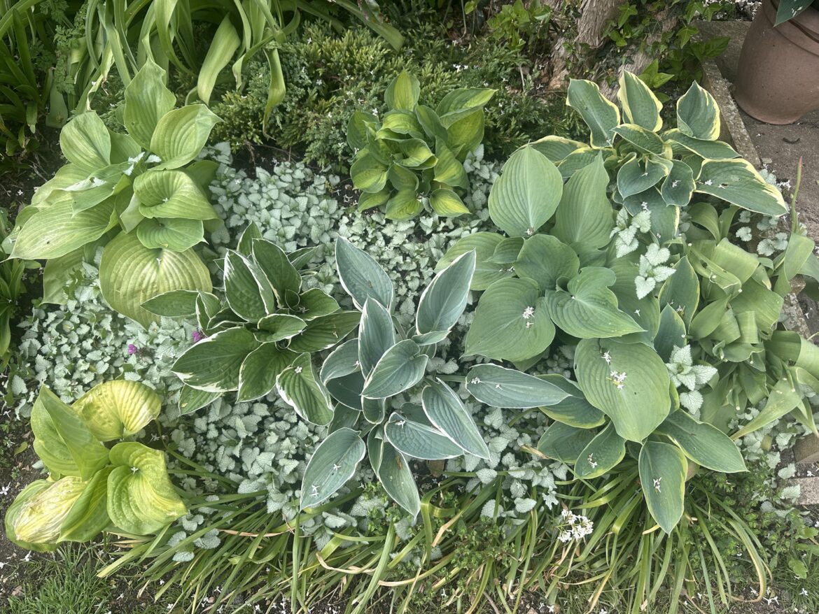 Hosta under planting