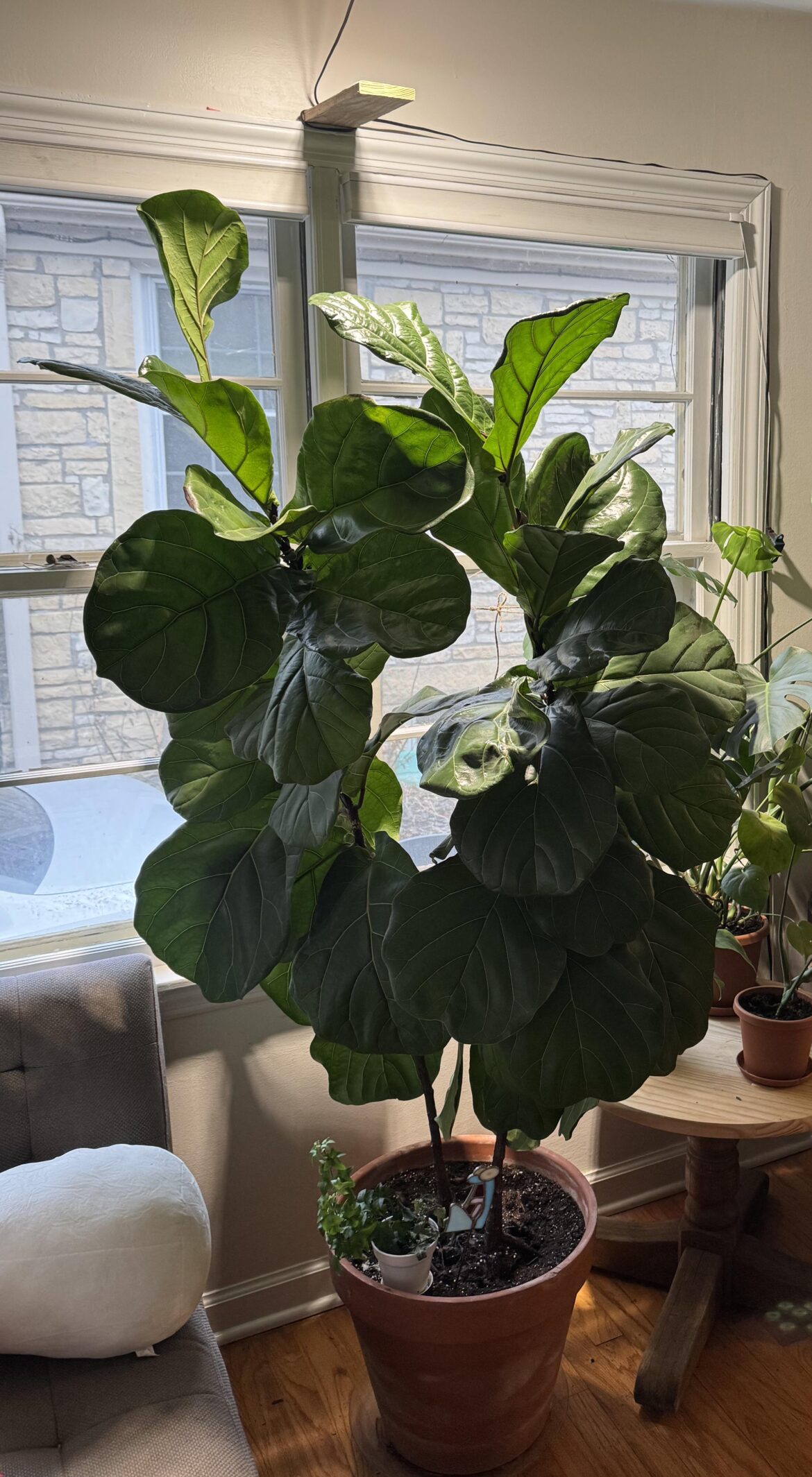 Is it time to chop?
