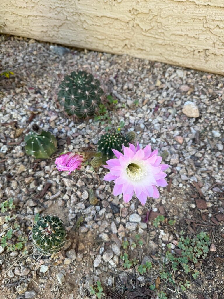 Other bloom flowered today