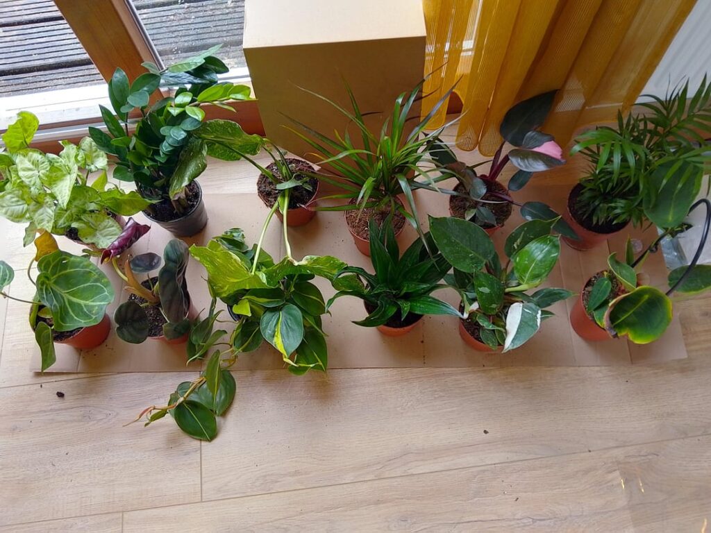 Ordered a kind of 'blind box' with ugly/unsellable plants for less than €30 and was pleasantly surprised