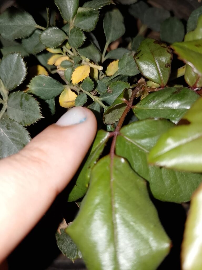 Whats up w my rose plant?