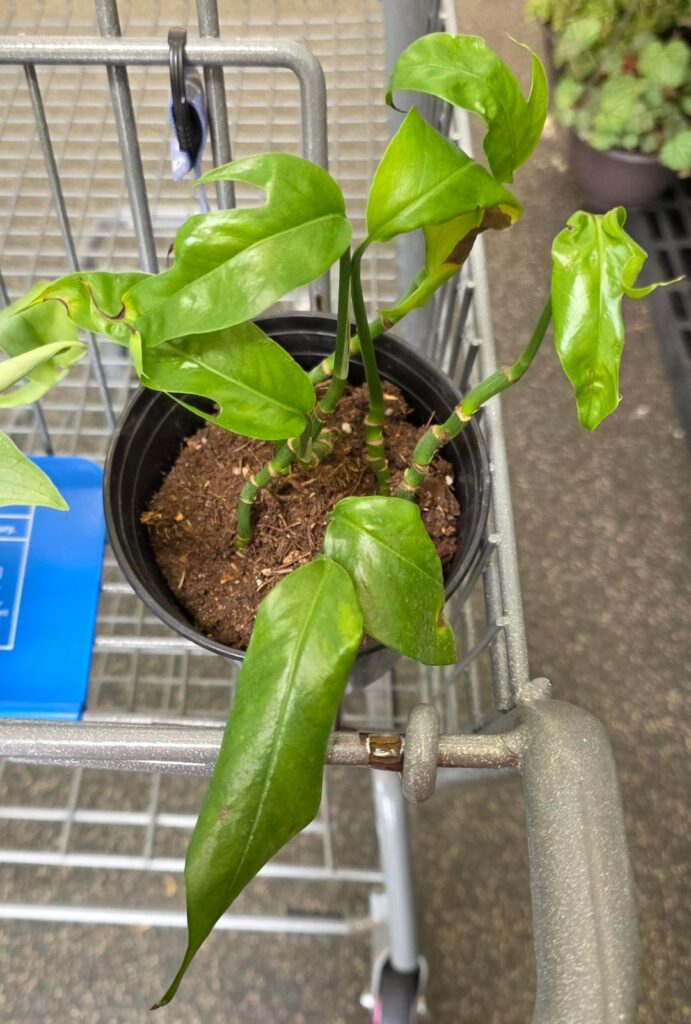 What is this and is it worth saving?