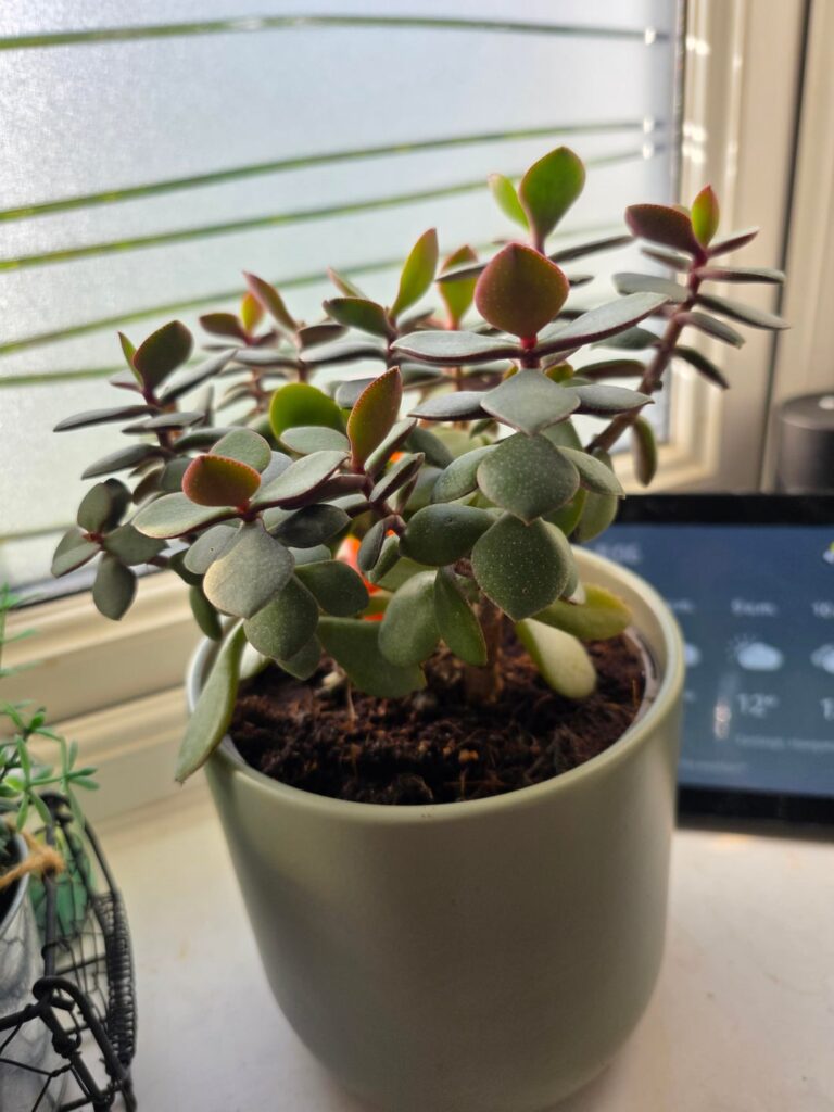 Is my Jade healthy? Is my Jade healthy?