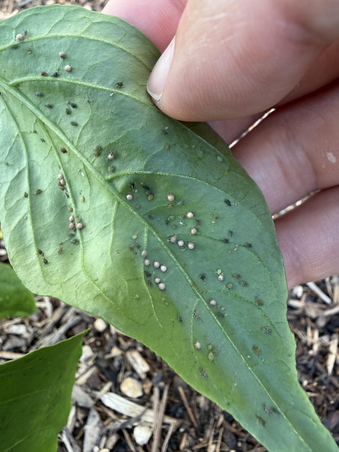 Who are these fellas on my jalapeño plant