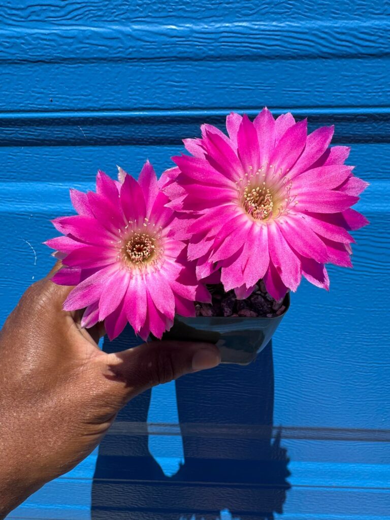 When the flowers umbrella the cactus