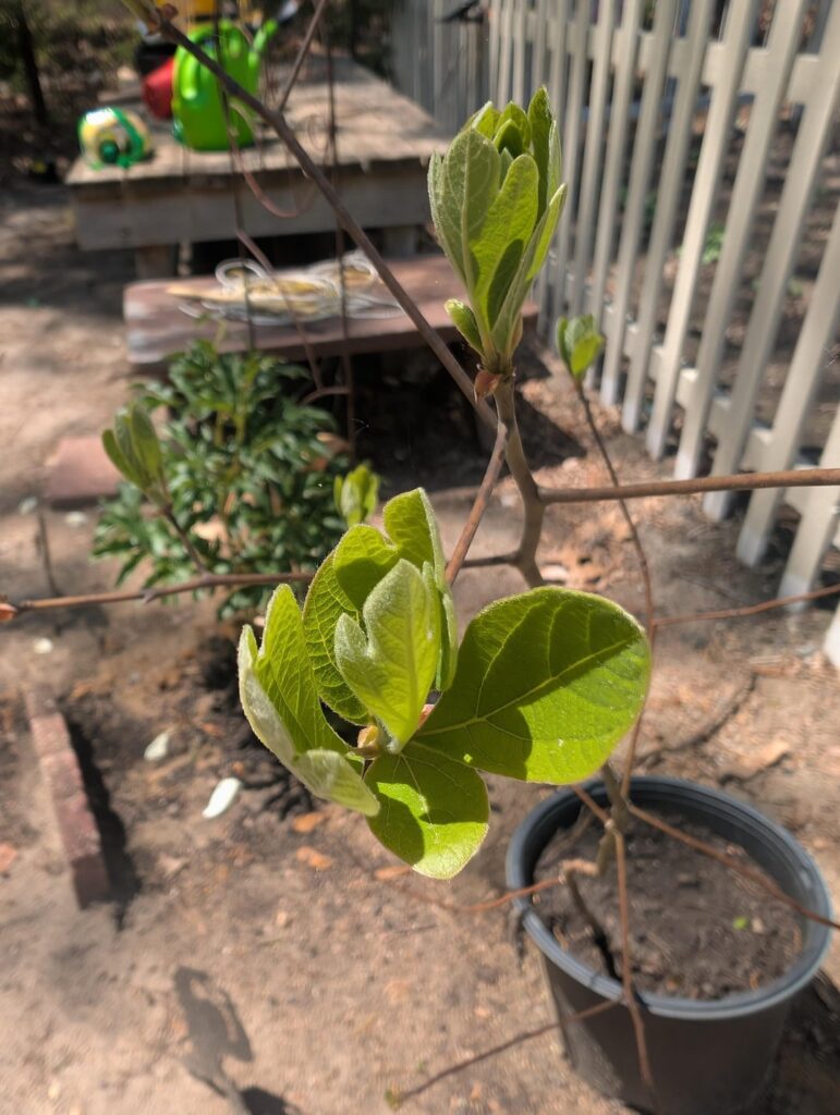 Is this invasive or should I found him a home? Is this invasive or should I found him a home?