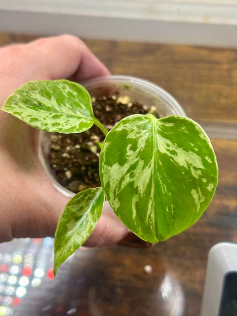 monstera deliciosa bulbasaur