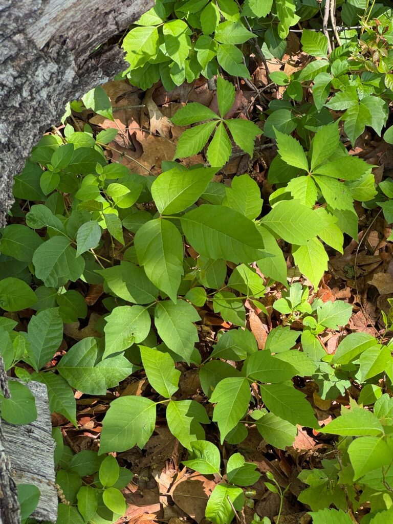 This is poison ivy, right?