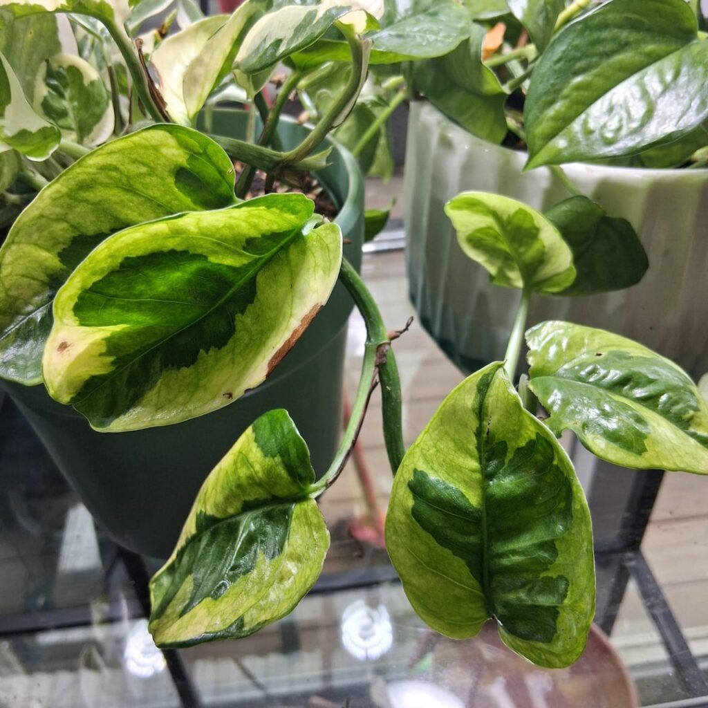 Found this mutation in a Walmart N'Joy