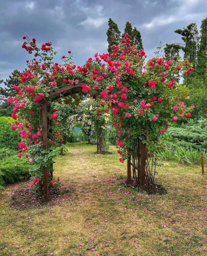 Today I visited a beautiful natural garden and completely fell in love with these roses
The way they climb and cover the arches is just stunning.
Do you think something like this could grow well in Spain? I’d love to try someday.