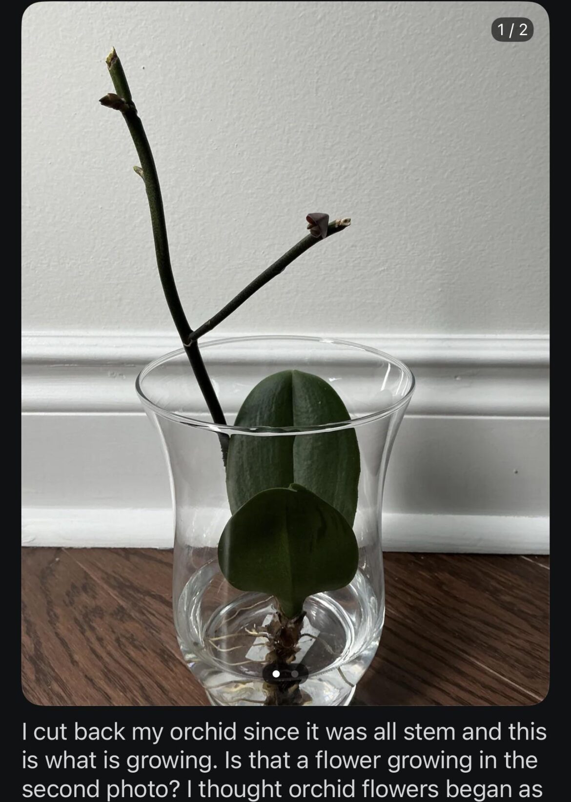 Tried to waterboard my orchid into blooming but instead it grew an ear. Wat do?