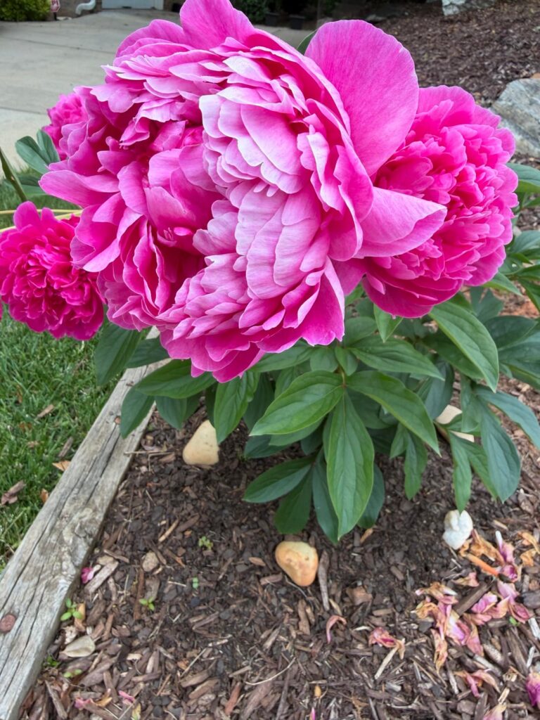 More From Ms Peony