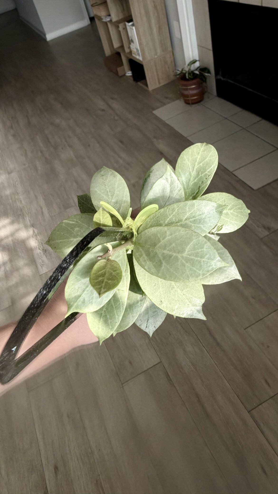 Hoya Obscura Cryptic Chrome