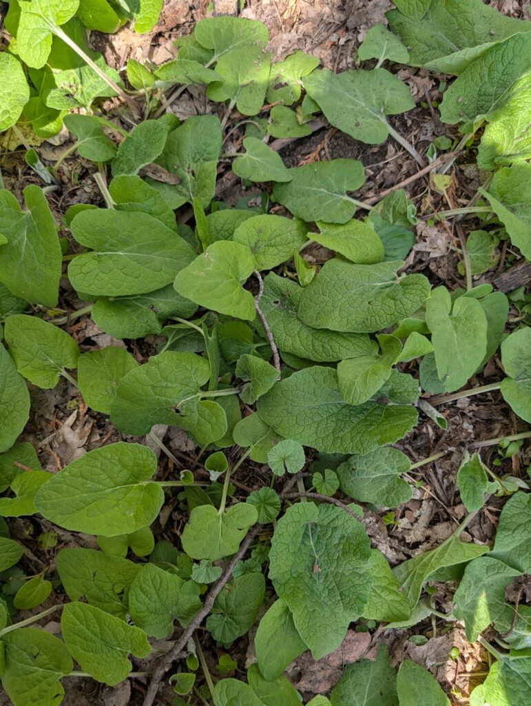Perfect Groundcover