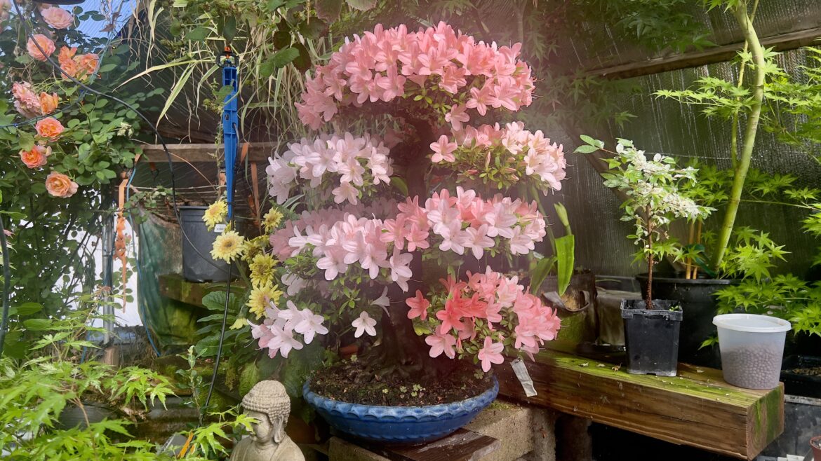 Satsuki Azalea Nikkō Satsuki Azalea Nikkō