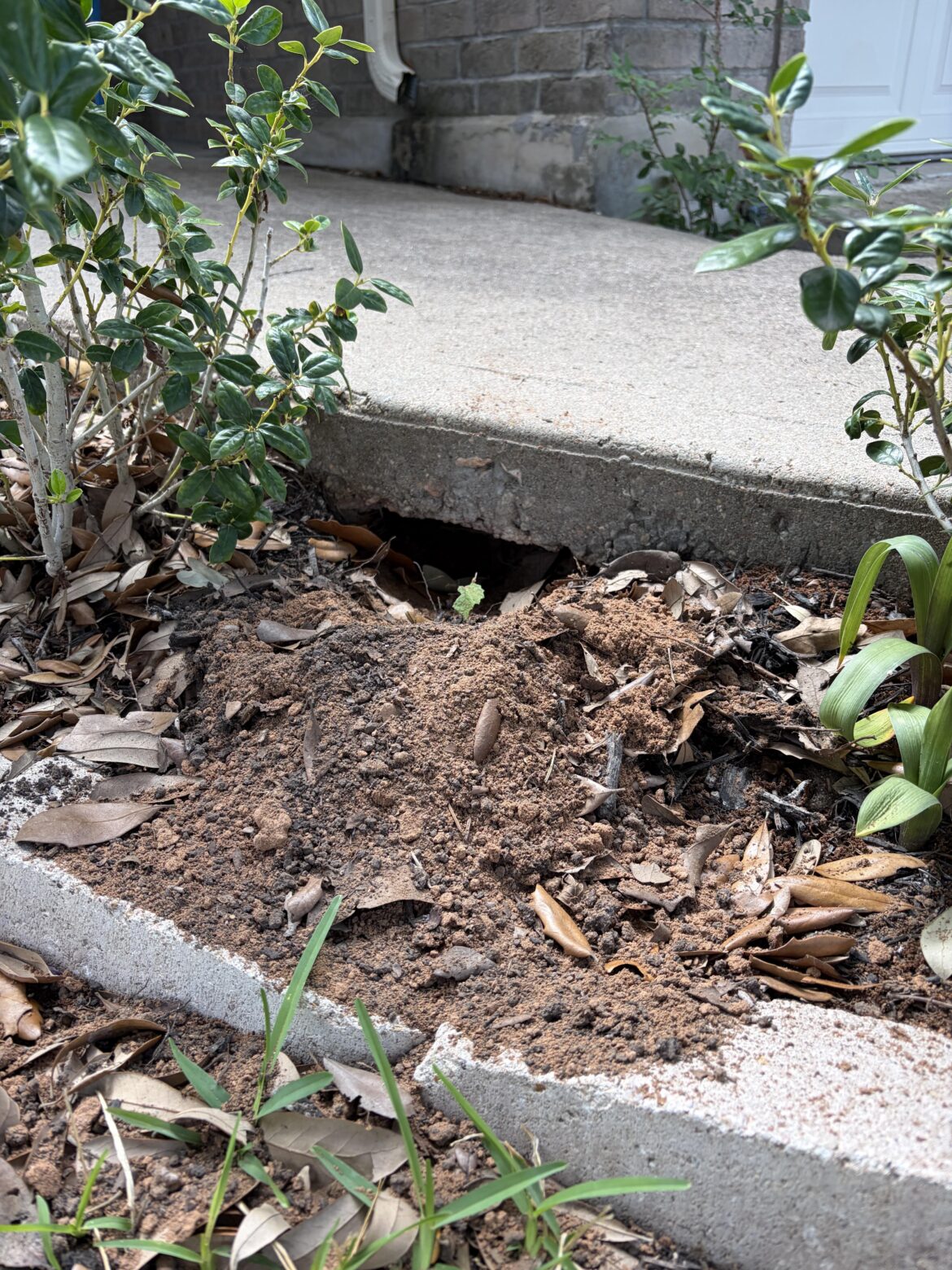 What burrowed under the concrete path to my front door?